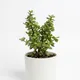 White__Mera Paudha