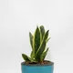 Blue__Mera Paudha