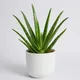 White__Mera Paudha