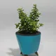Blue__Mera Paudha