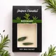 Rosemary__JAIPUR CANDLES