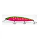DRAGON FRUIT MATT TIGER