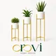 Gold__OROVI