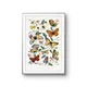 Multicolor__Artesviaa