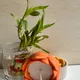 Orange__Lumora Candle