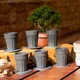 Black__HIMALAYAN PINE CO
