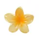 Yellow__FLORAFAUNA 