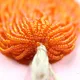Orange__LUXE DAZZLE PRIVATE LIMITED