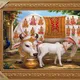 Metallic Gold__Krishna Krishna International