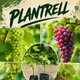 Red And Green
