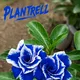 Blue @ White