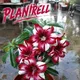 White - Red