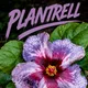 Purple & Magenta