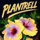 Yellow,Pink,Lavender/MauveRed