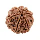 Brown__RUDRAKSHOLOGY