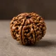 Brown__RUDRAKSHOLOGY