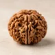 Brown__RUDRAKSHOLOGY