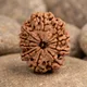 Brown__RUDRAKSHOLOGY