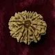 Brown__RUDRAKSHOLOGY