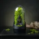 Black__NATURE CROWN