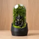 marble black__NATURE CROWN