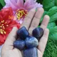 Multicolor__MAITRI EXPORT