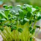 Green__PARTHVA ENTERPRISE