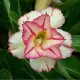 Pink & White__LEAF DEN GARDEN
