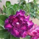 Purple__LEAF DEN GARDEN