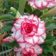 Pink & White__LEAF DEN GARDEN