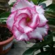 White & Pink__LEAF DEN GARDEN