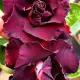 Purple__LEAF DEN GARDEN