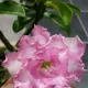 White & Pink__LEAF DEN GARDEN