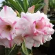 Pink & White__LEAF DEN GARDEN
