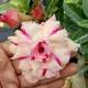 Pink & White__LEAF DEN GARDEN
