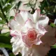 Pink & White__LEAF DEN GARDEN
