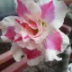 Pink & White__LEAF DEN GARDEN