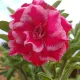 Pink__LEAF DEN GARDEN