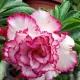 Pink & White__LEAF DEN GARDEN