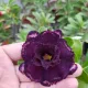 Purple__LEAF DEN GARDEN