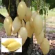 Green__LEAF DEN GARDEN