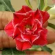 Red__LEAF DEN GARDEN