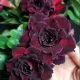 Maroon__LEAF DEN GARDEN