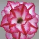 Pink & White__LEAF DEN GARDEN