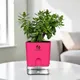 Pink__SUREKHA AGRO PRODUCTS
