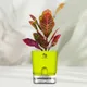 Green__SUREKHA AGRO PRODUCTS