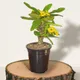 Black__SUREKHA AGRO PRODUCTS