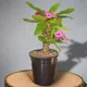Black__SUREKHA AGRO PRODUCTS