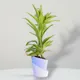 Sky Blue__SUREKHA AGRO PRODUCTS