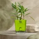 Green__SUREKHA AGRO PRODUCTS